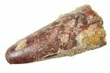Fossil Spinosaurus Tooth - Feeding Worn Tip #340439-1